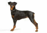 Picture of Australian Champion German Pinscher