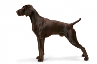 Picture of Australian Champion German Shorthaired Pointer, posed