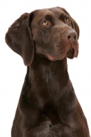 Picture of Australian Champion German Shorthaired Pointer, looking up