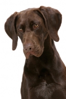 Picture of Australian Champion German Shorthaired Pointer