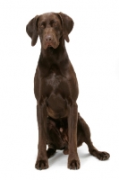 Picture of Australian Champion German Shorthaired Pointer sitting down