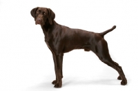 Picture of Australian Champion German Shorthaired Pointer on white background