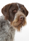 Picture of Australian Champion German Wirehair Pointer, portrait