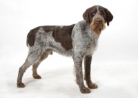 Picture of Australian Champion German Wirehair Pointer