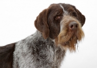 Picture of Australian Champion German Wirehair Pointer, portrait on white background