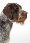 Picture of Australian Champion German Wirehair Pointer, profile