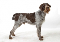 Picture of Australian Champion German Wirehair Pointer, side view