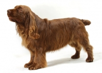 Picture of Australian Champion Golden Liver Sussex Spaniel