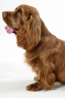 Picture of Australian Champion Golden Liver Sussex Spaniel on white background