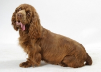 Picture of Australian Champion Golden Liver Sussex Spaniel