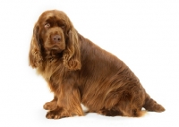 Picture of Australian Champion Golden Liver Sussex Spaniel, sitting down