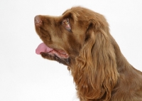 Picture of Australian Champion Golden Liver Sussex Spaniel, looking ahead