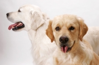 Picture of Australian Champion Golden Retrievers, Santamaria Mandaleh and Santamaria Jodgement