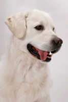 Picture of Australian Champion Golden Retriever