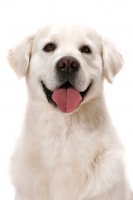 Picture of Australian Champion Golden Retriever, front view