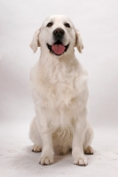 Picture of Australian Champion Golden Retriever, front view