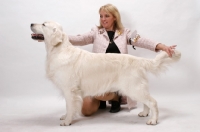Picture of Australian Champion Golden Retriever being posed