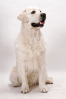 Picture of Australian Champion Golden Retriever, looking away, on white background