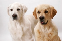 Picture of Australian Champion Golden Retrievers, Santamaria Mandaleh and Santamaria Jodgement