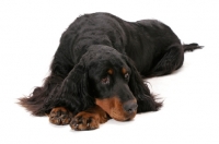 Picture of Australian Champion Gordon Setter, resting