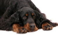 Picture of Australian Champion Gordon Setter, resting on white background