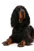 Picture of Australian Champion Gordon Setter