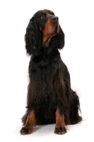 Picture of Australian Champion Gordon Setter, sitting on white background