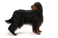 Picture of Australian Champion Gordon Setter (Rokeena Eliza Bennet Fdx Jd)