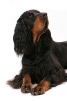 Picture of Australian Champion Gordon Setter, looking up
