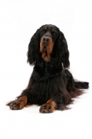 Picture of Australian Champion Gordon Setter on white background