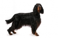 Picture of Australian Champion Gordon Setter, side view