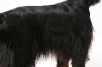 Picture of Australian Champion Gordon Setter, coat close up