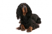 Picture of Australian Champion Gordon Setter lying down