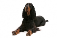 Picture of Australian Champion Gordon Setter on white background