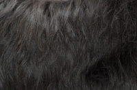 Picture of Australian Champion grey briard, close up of coat