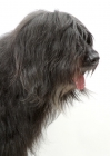 Picture of Australian Champion grey briard portrait