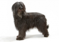 Picture of Australian Champion grey briard