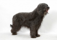 Picture of Australian Champion grey briard on white background