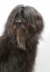 Picture of Australian Champion grey briard, hair covering eyes