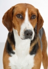 Picture of Australian Champion Hamiltonstovare standing on white background