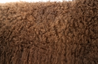 Picture of Australian Champion Irish Water Spaniel coat