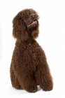 Picture of Australian Champion Irish Water Spaniel