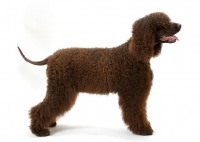 Picture of Australian Champion Irish Water Spaniel, looking ahead