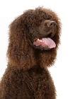 Picture of Australian Champion Irish Water Spaniel, portrait