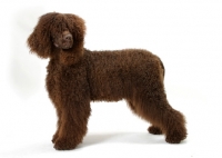 Picture of Australian Champion Irish Water Spaniel in studio