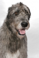 Picture of Australian Champion Irish Wolfound, portrait