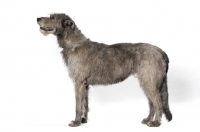 Picture of Australian Champion Irish Wolfhound, posed