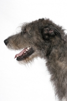 Picture of Australian Champion Irish Wolfhound, profile