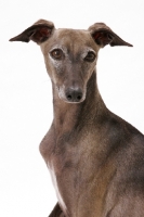 Picture of Australian Champion Italian Greyhound, portrait