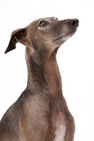 Picture of Australian Champion Italian Greyhound, looking up